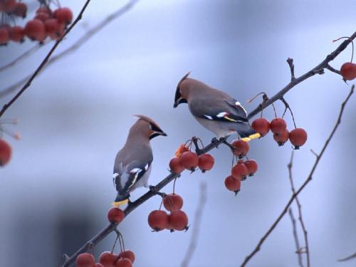 have a look--there are two pretty sparrows in the  - have a look--there are two pretty sparrows in the hole of my bedroom.