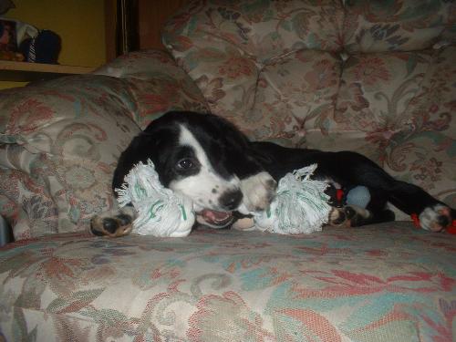 Ruby - This is my puppy Ruby. She isn't very old and din't have a good home before us. But now she is good puppy and loves us to pieces. We buy her treats and toys and all sorts, my puppy is the cutest.