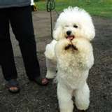 poodle - poodle dancing