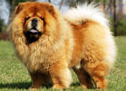 doggy~~ I like~~ - my loyal pal.