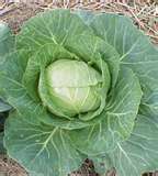 Cabbage... Good eating! - I love cabbage!! I didn't like it when growing up but I guess my taste buds have changed and or matured. Just a little sprinkle of salt and it's yummy to the tummy!