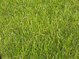 grass - when your breathing stops in the moment.. lay on the grass