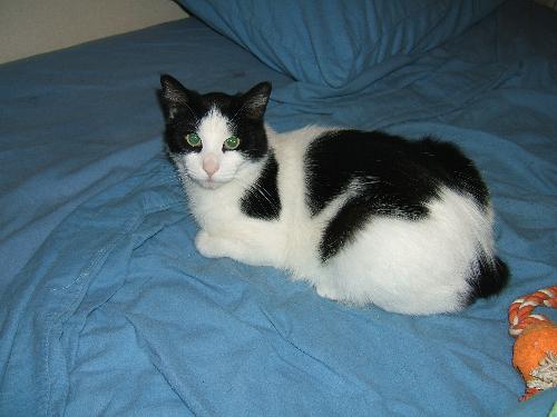 Caught in the act! - first time on my bed!