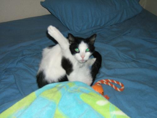 Really shocked to see me!  - cat licking himself
