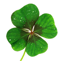 Four Leaf Clover - Four Leaf Clover for good luck :)