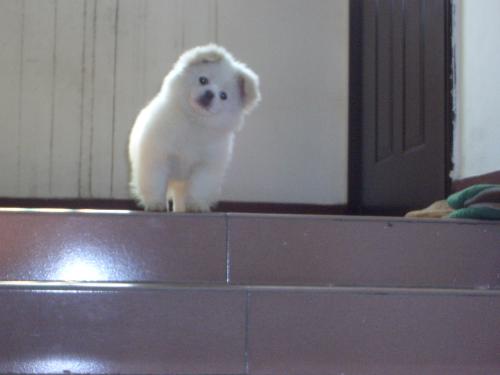 my poodle saying good bye to us - Each time we leave home, our poodle would say goodbye to us with his head moving to the right side, so cute. We love him very much.