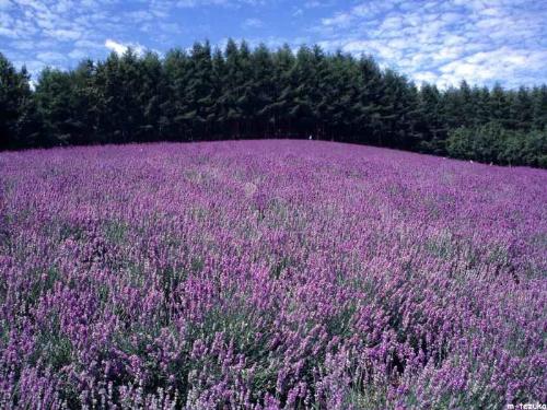 Provence - I love Provence!