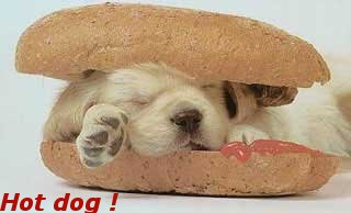 hot dog - dog between bread