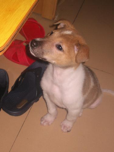 Found Treasure - Found him abandoned by his owner, on a cold wintry morning of 2007. After much cleaning and feeding - my 'Found Treasure' - JIAN BAO (Chinese Mandarin)