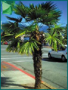 Windmill Palm Tree - Windmill Palm tree, the hardiest palm to grow in Northern Climates.