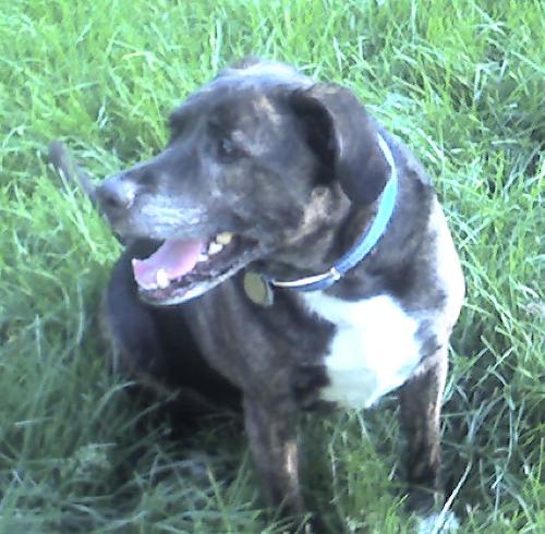 My dog Dante - This is a picture of my mixed breed pooch, Dante.