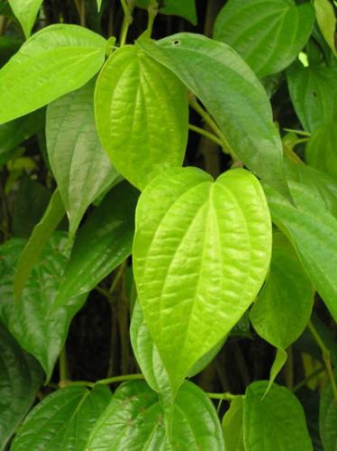 piperbetel - piperbetel / sirih in indonesia
