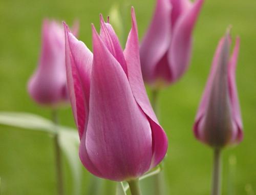 Flowers - Flowers