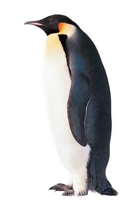 Penguin, great pet - Penguin great pet