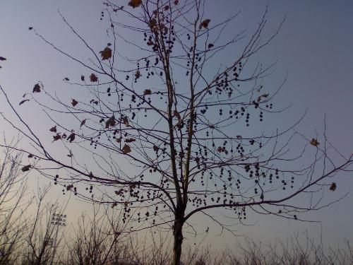 tree - this is a tree in my school,and i think it's speacial```