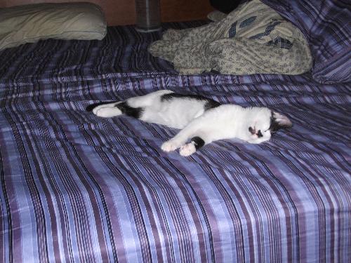 Caryle Sleeping on my Bed - This is my bicolor kitty Carlye sleeping on my bed.