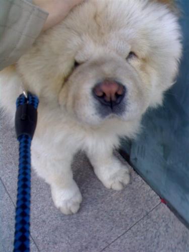 lovely dog - lovely dog,ilove it
