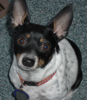 Annie - This is my little rat terrier, Annie.