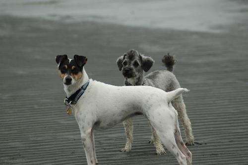 Bonnie and Charlie - Two more of my dogs, during a run on the beach in CA.