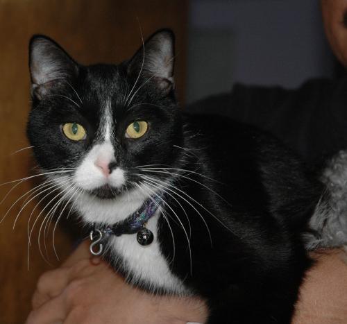 Dawg - My cat, his name is Dawg.