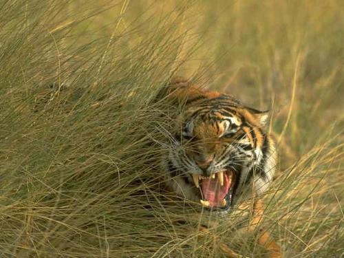 royal bengal tiger - the royal bengal tiger or the indian tiger is a magnificient animal now facing annihilation. the population of this great cat of india has decreased to about 1440 from about 3000 ten years ago.