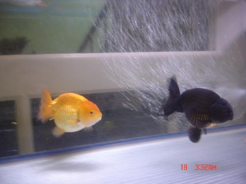 Gold fish - I have an aquarium at my house. And this is my gold fish