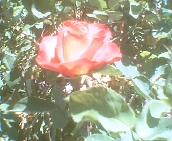 A rose from my garden! This picture I took in 2007 - A rose from my garden! This picture I took in 2007 is a fragrant rose that grows in our front garden every year! The roses grow in several colors and look beautiful!