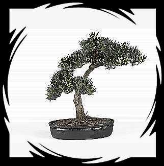 beautiful bonsai trees - I don't kill those :)