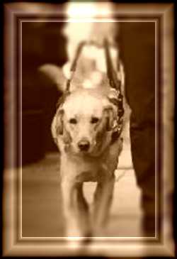 guide dog - Wonderful dogs they are:) guide dog - Wonderful dogs they are:)