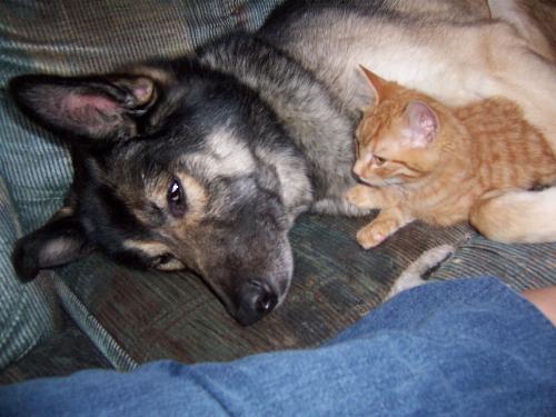 Big dog with a little kitty - Cherokee our male Shepherd/Husky cross lying with Tigger one of our five cats when he was a kitty. Even before we had the cats Cherokee acted more like a cat than a dog.