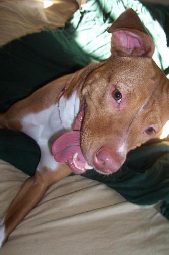 Silly Pit Bull - Picture of a Pit Bull having fun playing.