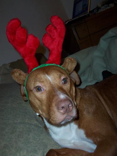 Pit Bull the Green Eared Reindog. - Christmas photoshoot of Virgo.