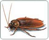 Cocroach - Nasty creatures that they are! What are they good for? Eeeewwww!