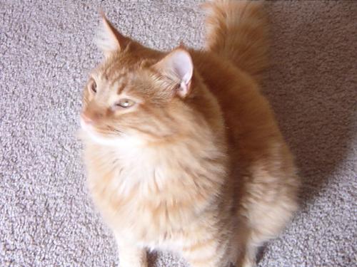 Such a ham - Tigger posing for the camera. I can rarely get a pic of him doing something cause he always spots me with my camera and immediately comes and sits in front of me to take his pic.