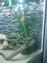 snake - since i was kid i am already fascinated with snakes, (just by looking at them only), so peaceful yet so dangerous.