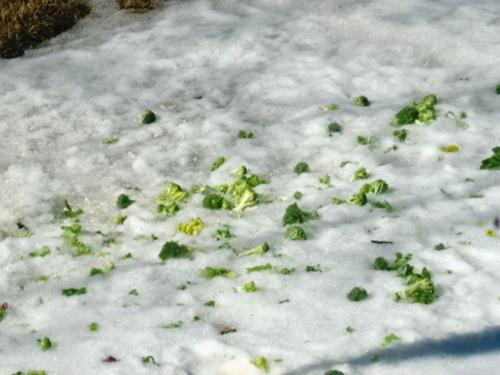 Rabbit food - Set out in my front yard for the local bunnies and their parents and siblings. Rabbit food - Set out in my front yard for the local bunnies and their parents and siblings.