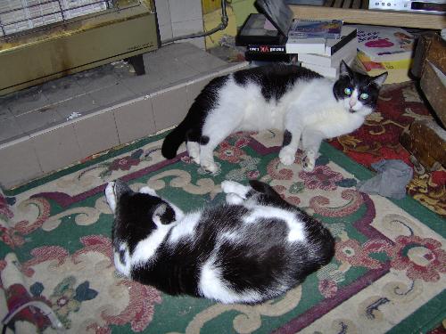 Felix and Poppy - Chilling out on the living room carpet