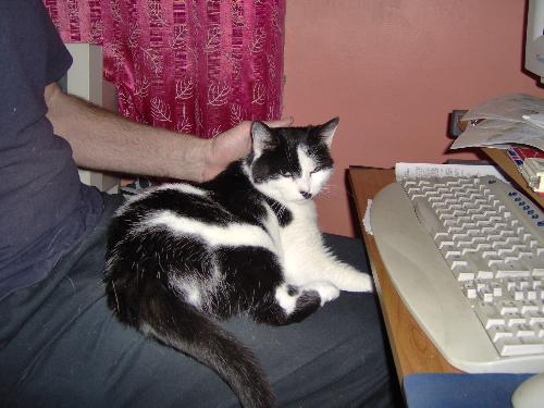 Poppy. - This is the latest addition to my feline family. Taken in as a stray, she was living in a friends greenhouse.