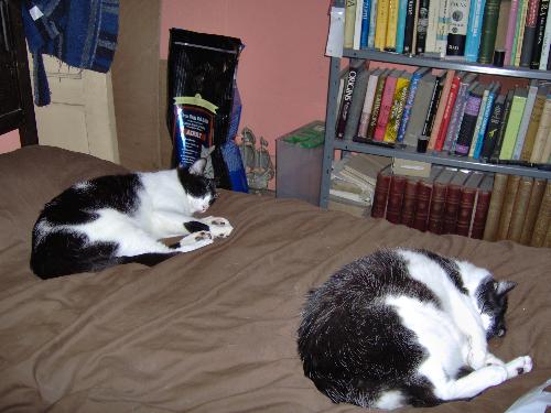 Felix and Jet - This is Felix and Jet (in the foreground) Jet is one of the older cats along with Chu. They are both 12 years old now.