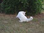 cat chasing tail - does your cat do this?