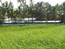 hai - the paddy field in kerala