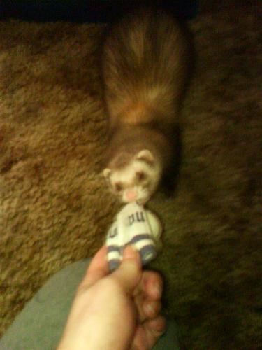 fatso - my ferret