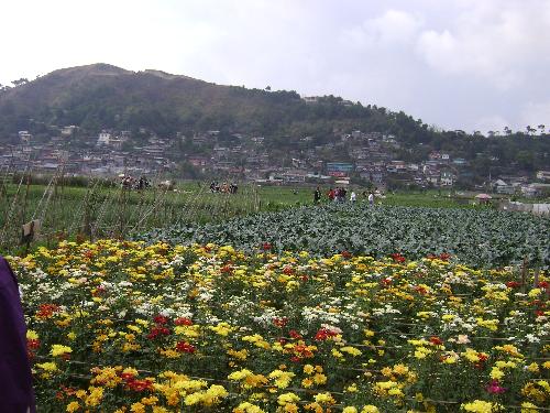 Look at the flowers and the trees! - Sometimes, we wonder, why other living matters are not worried as we are. Look at the flowers and the trees! - Sometimes, we wonder, why other living matters are not worried as we are.