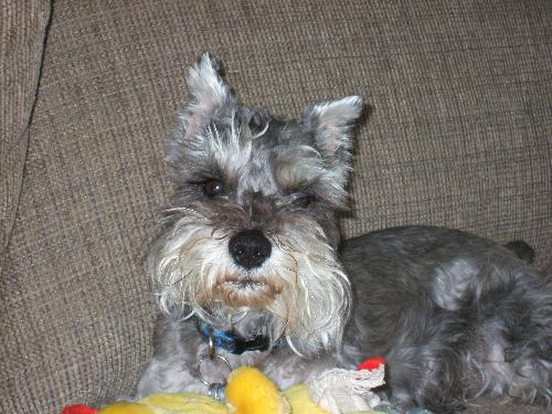 My sweetheart - Sunshine - Here is a pic of my 5 year old miniature schnauzer. His name is Sunshine! Nicknames - Crazy Dog... Turkey butt... Sunshine boy.
