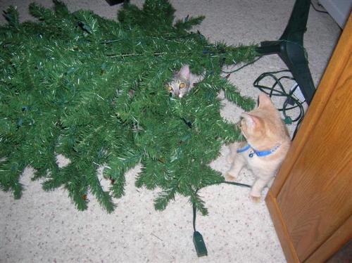 christmas cats, furry felines, pets, animals, Barn - christmas cats, furry felines, pets, animals, Barnes and Noble