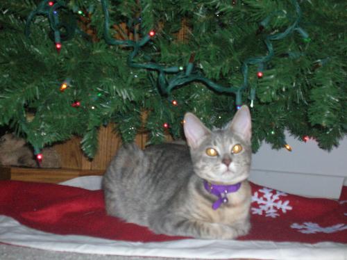 christmas cats, furry felines, pets, animals, Barn - christmas cats, furry felines, pets, animals, Barnes and Noble