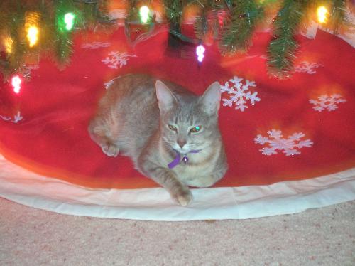 christmas cats, furry felines, pets, animals, Barn - christmas cats, furry felines, pets, animals, Barnes and Noble
