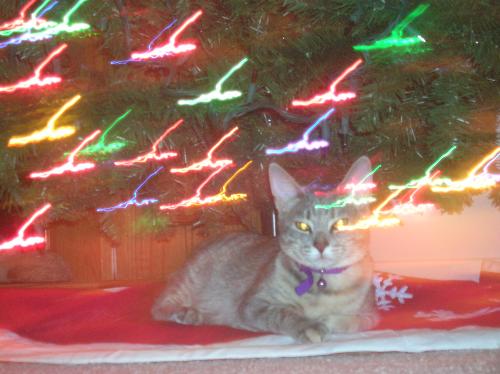 christmas cats, furry felines, pets, animals, Barn - christmas cats, furry felines, pets, animals, Barnes and Noble