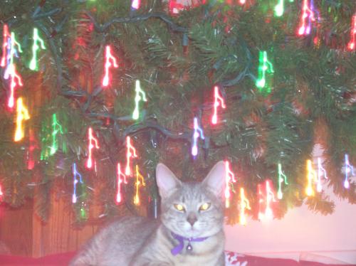 christmas cats, furry felines, pets, animals, Barn - christmas cats, furry felines, pets, animals, Barnes and Noble