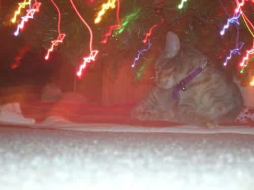christmas cats, furry felines, pets, animals, Barn - christmas cats, furry felines, pets, animals, Barnes and Noble